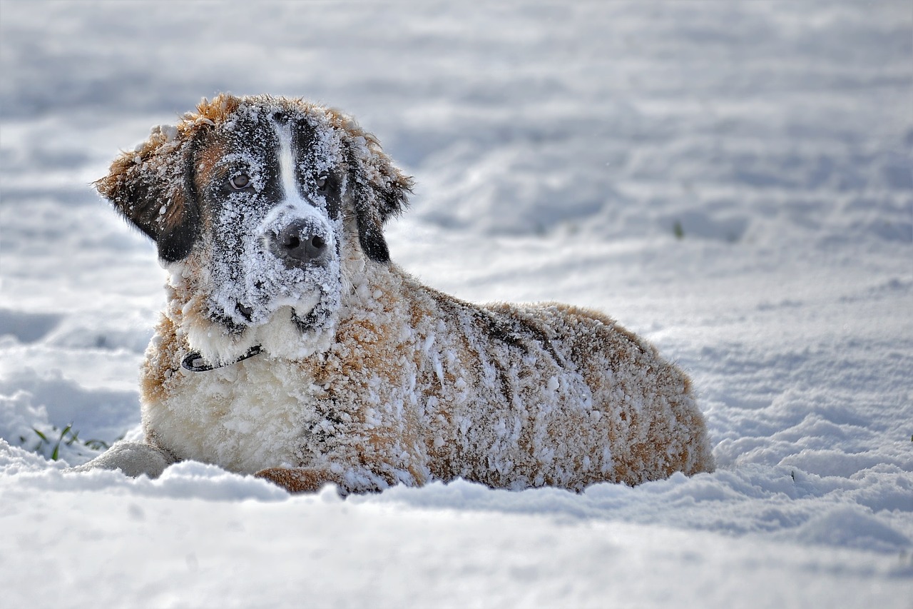 Keeping Pets Safe in Winter