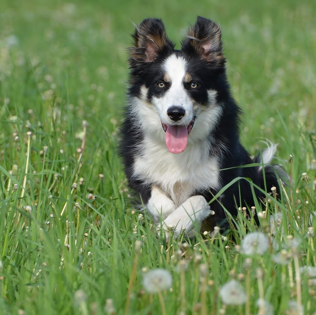 Border Collie Running Through Field