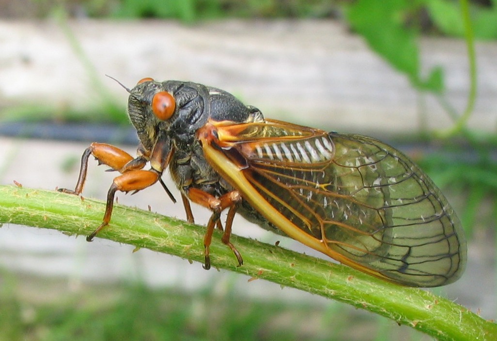 17-year-cicada