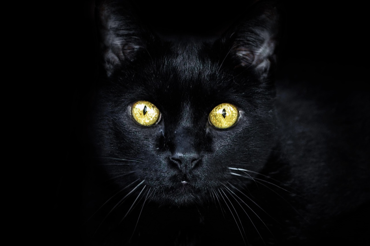 Black Cat