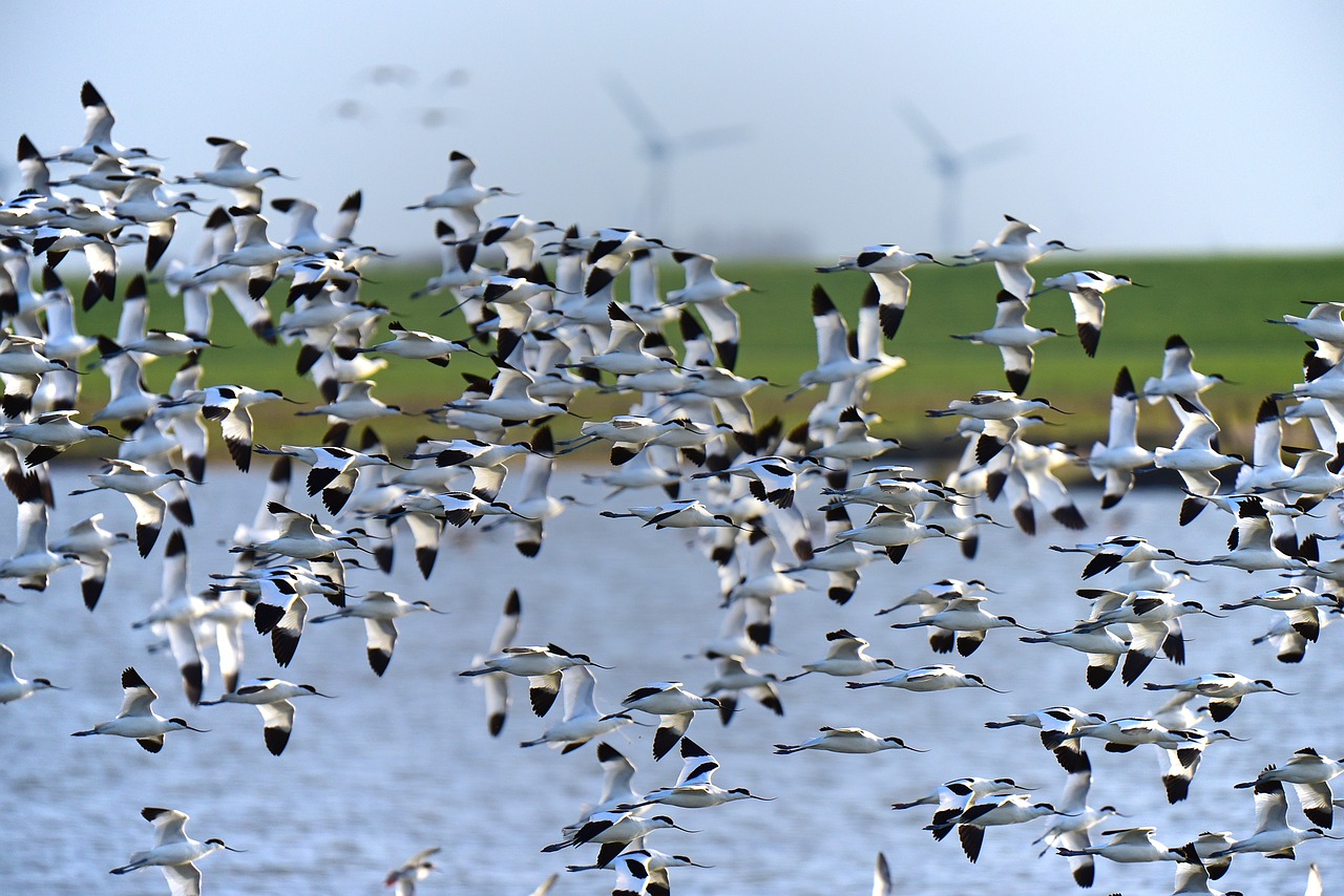 Bird Migration