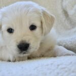 White Puppy