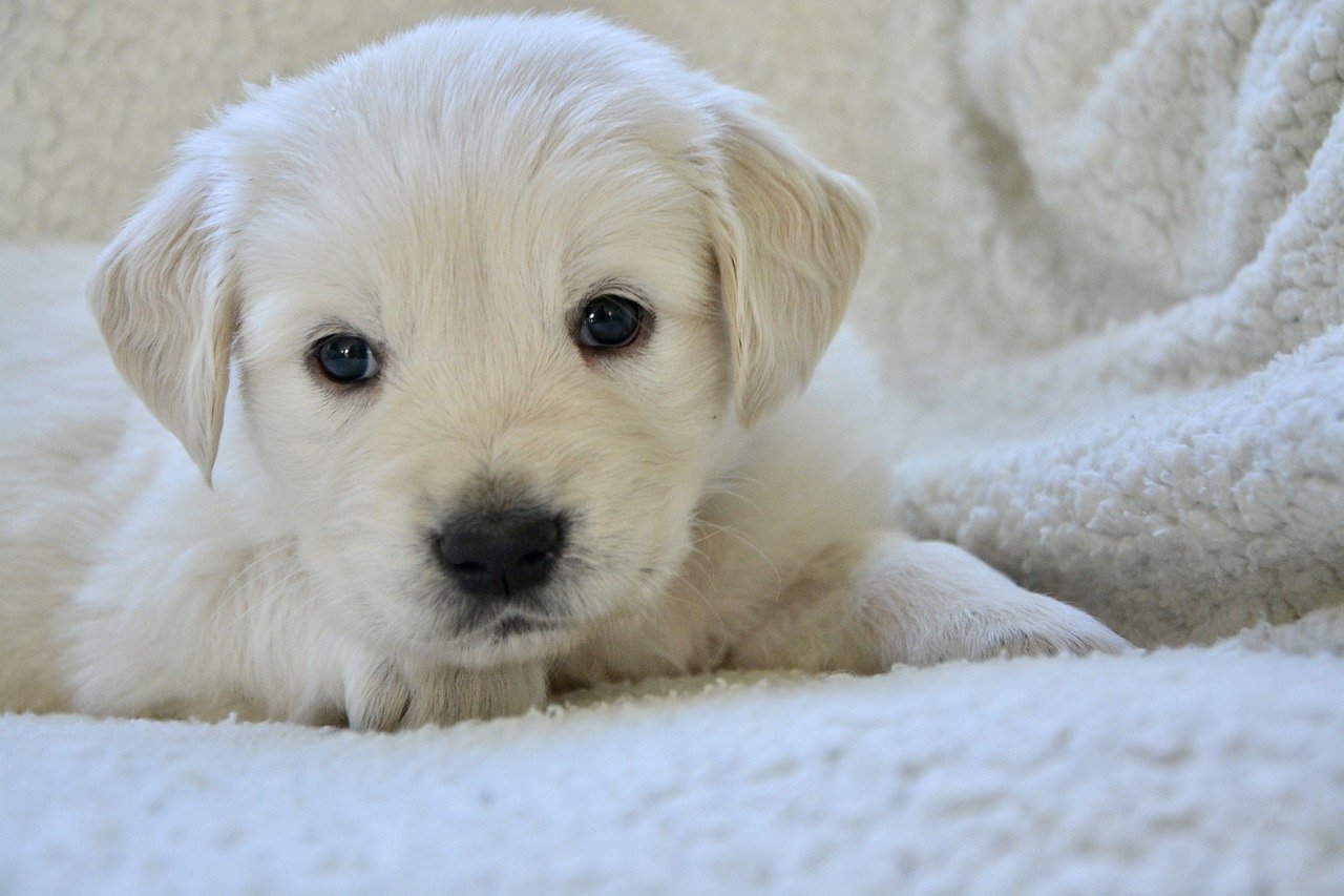 White Puppy