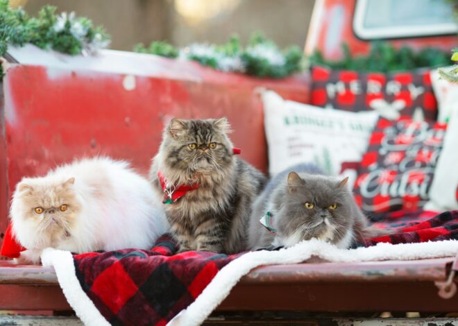 How To Keep Pets Safe During The Holidays