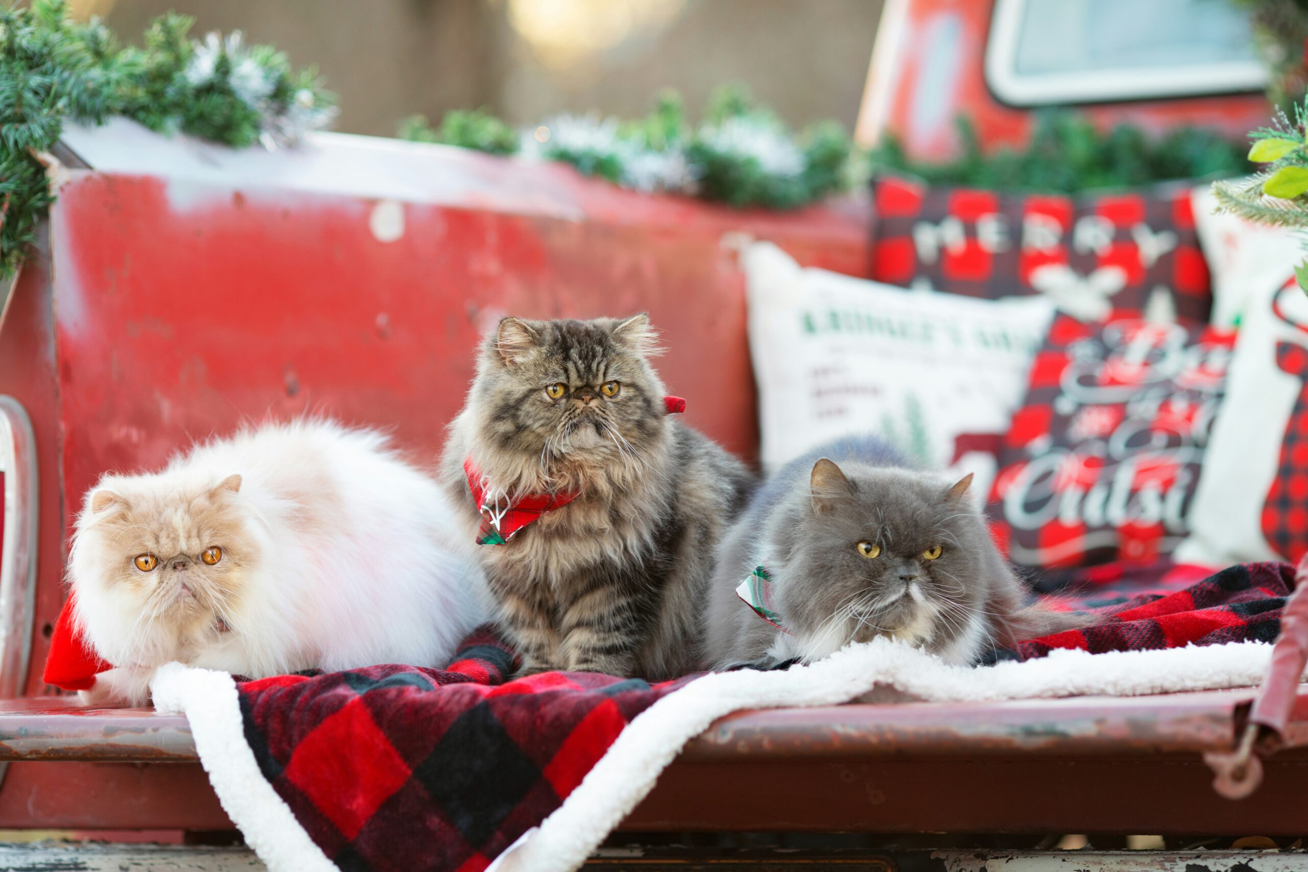 Three cats in a Christmas theme