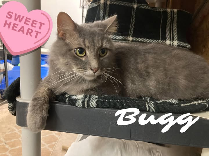 Bugg